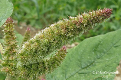 Amarante rflchie - Green amaranth - Amaranthus retroflexus 3 m13