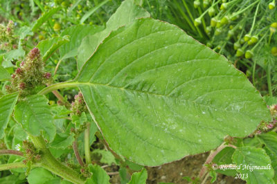 Amarante rflchie - Green amaranth - Amaranthus retroflexus 5 m13