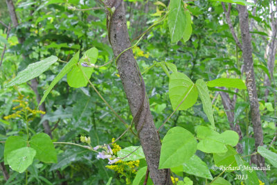 Amphicarpe bractole - Hog-peanut - Amphicarpa bracteata 1 m13