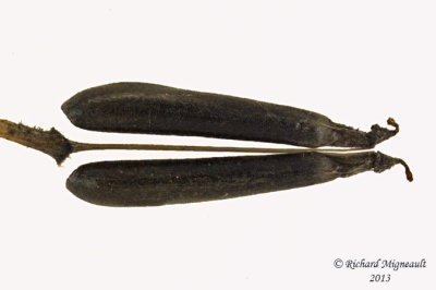 Anthrisque des bois - Wild chervil - Anthriscus sylvestris 6 m13