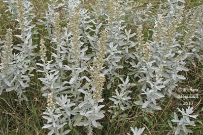 Armoise de Louisiane - Western mugwort - Artemisia ludoviciana 1 m13
