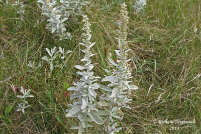 Armoise de Louisiane - Western mugwort - Artemisia ludoviciana 2 m13