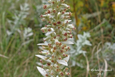 Armoise de Louisiane - Western mugwort - Artemisia ludoviciana 3 m13