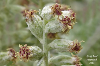 Armoise de Louisiane - Western mugwort - Artemisia ludoviciana 4 m13