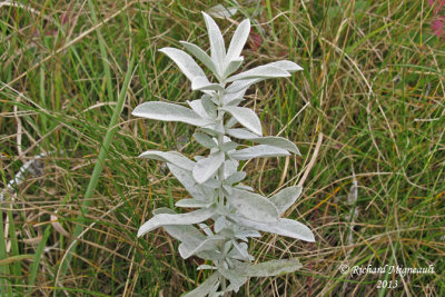 Armoise de Louisiane - Western mugwort - Artemisia ludoviciana 5 m13