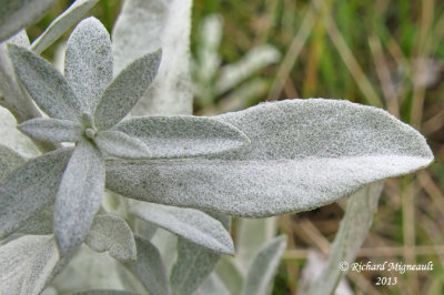 Armoise de Louisiane - Western mugwort - Artemisia ludoviciana 6 m13