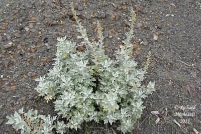 Armoise de Steller - Beach wormwood - Artemisia stelleriana 1 m13