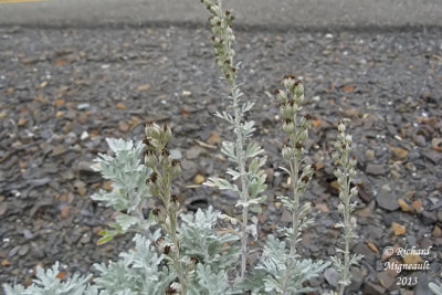 Armoise de Steller - Beach wormwood - Artemisia stelleriana 4 m13