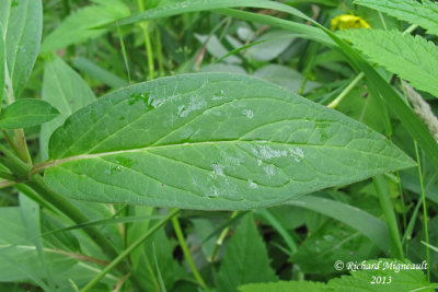 Asclpiade incarnate - Swamp Milkweed - Asclepias incarnata 5 m13