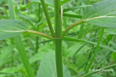 Asclpiade incarnate - Swamp Milkweed - Asclepias incarnata 6 m13
