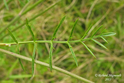 Boucage saxifrage - Burnet-saxifrage - Pimpinella saxifraga 2 m13