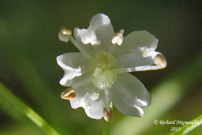 Boucage saxifrage - Burnet-saxifrage - Pimpinella saxifraga 5 m13