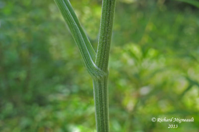 Boucage saxifrage - Burnet-saxifrage - Pimpinella saxifraga 6 m13
