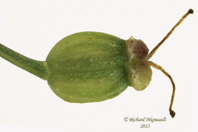 Boucage saxifrage - Burnet-saxifrage - Pimpinella saxifraga 7 m13