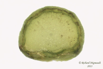 Boucage saxifrage - Burnet-saxifrage - Pimpinella saxifraga 8 m13