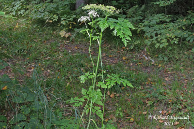 Conioslinum de Genesee - Hemlock parsley - Conioselinum chinense 1 m13
