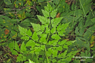 Conioslinum de Genesee - Hemlock parsley - Conioselinum chinense 2 m13
