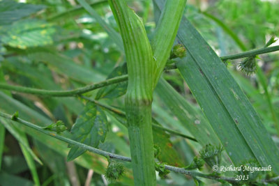 Conioslinum de Genesee - Hemlock parsley - Conioselinum chinense 4 m13