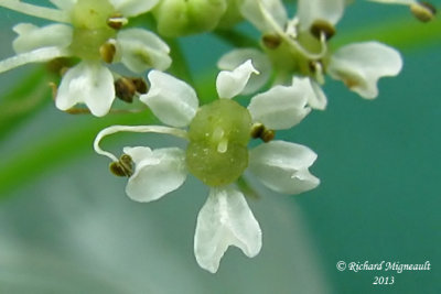 Conioslinum de Genesee - Hemlock parsley - Conioselinum chinense 6 m13