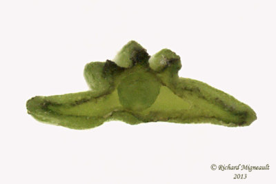 Conioslinum de Genesee - Hemlock parsley - Conioselinum chinense 8 m13