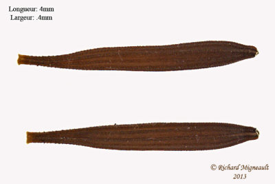 Crepis des toits - Narrow-leaf hawksbeard - Crepis Tectorum 7 m13