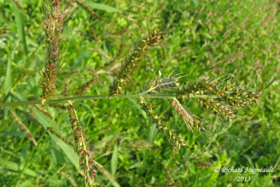 chinochloa pied-de-coq - Barnyard grass - Echinochloa - Crush-galli 2 m13