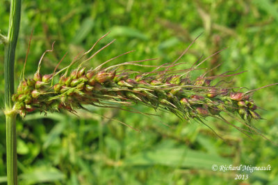 chinochloa pied-de-coq - Barnyard grass - Echinochloa - Crush-galli 3 m13