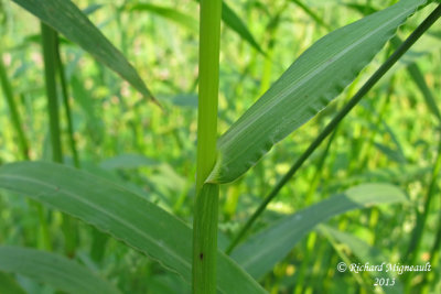 Échinochloa pied-de-coq - Barnyard grass - Echinochloa - Crush-galli 6 m13