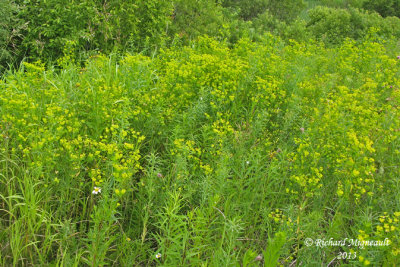 Euphorbe sule - Green spurge - Euphorbia esula 1 m13