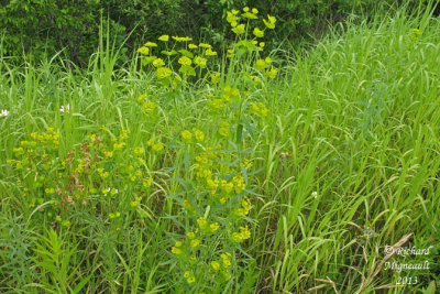 Euphorbe sule - Green spurge - Euphorbia esula 2 m13