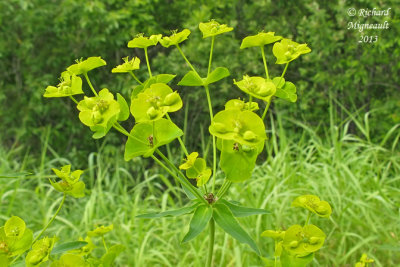 Euphorbe sule - Green spurge - Euphorbia esula 3 m13