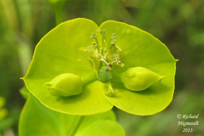 Euphorbe sule - Green spurge - Euphorbia esula 4 m13