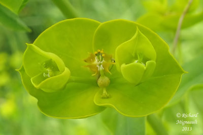 Euphorbe sule - Green spurge - Euphorbia esula 5 m13