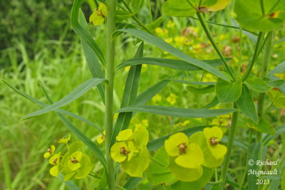 Euphorbe sule - Green spurge - Euphorbia esula 6 m13