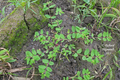 Euphorbe vermicule - Hairy spurge - Euphorbia vermiculata 1 m13