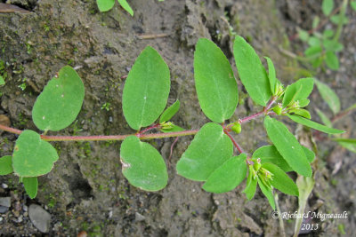 Euphorbe vermicule - Hairy spurge - Euphorbia vermiculata 2 m13