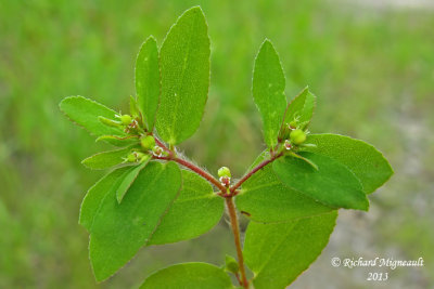 Euphorbe vermicule - Hairy spurge - Euphorbia vermiculata 3 m13