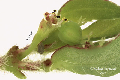 Euphorbe vermicule - Hairy spurge - Euphorbia vermiculata 4 m13