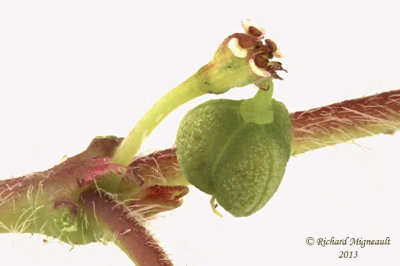 Euphorbe vermicule - Hairy spurge - Euphorbia vermiculata 5 m13