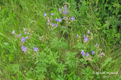 Granium des prs - Meadow cranes-bill - Geranium pratense 1 m13