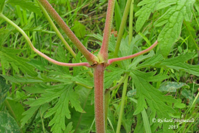 Granium des prs - Meadow cranes-bill - Geranium pratense 4 m13