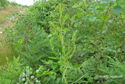 Laitue du Canada - Canada lettuce - Lactuca canadensis 1 m13