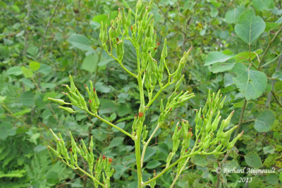 Laitue du Canada - Canada lettuce - Lactuca canadensis 2 m13