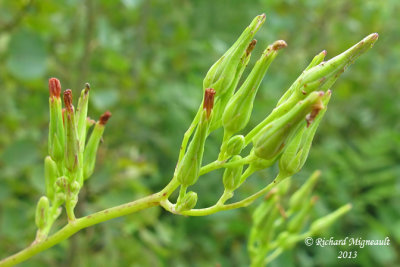 Laitue du Canada - Canada lettuce - Lactuca canadensis 3 m13