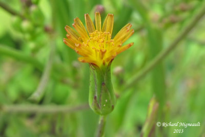 Laitue du Canada - Canada lettuce - Lactuca canadensis 4 m13