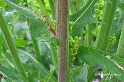Laitue du Canada - Canada lettuce - Lactuca canadensis 5 m13