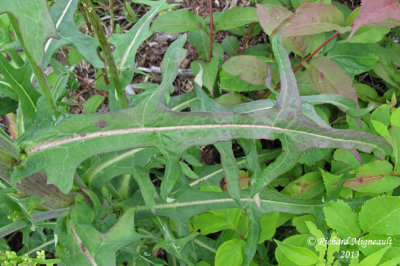 Laitue du Canada - Canada lettuce - Lactuca canadensis 6 m13
