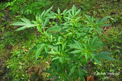 Marijuana - Hemp - Cannabis sativa 1 m13