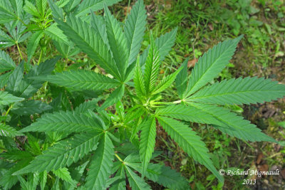 Marijuana - Hemp - Cannabis sativa 2 m13