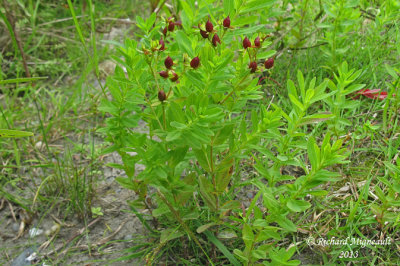 Millepertuis elliptique - Elliptic St. Johns wort - Hypericum ellipticum 1 m13